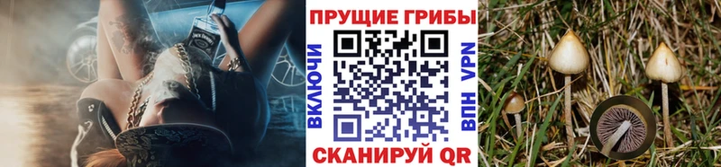 купить закладку  ссылка на мегу зеркало  Галлюциногенные грибы MAGIC MUSHROOMS  Наволоки 