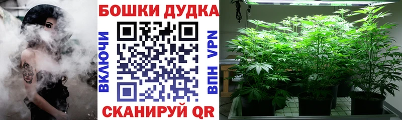 Шишки марихуана гибрид  площадка как зайти  Наволоки 